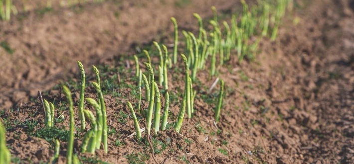 Asparagus