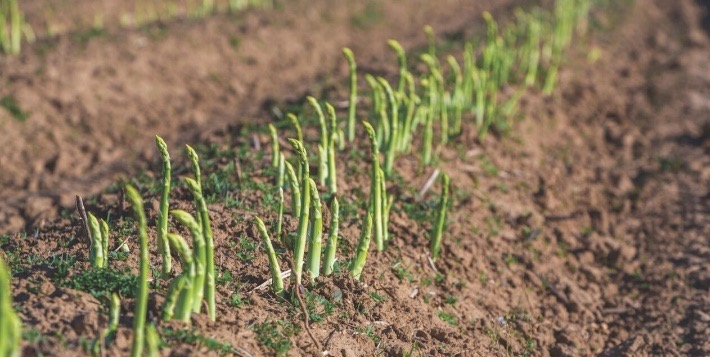 Asparagus